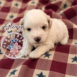 Glory - Parti female Miniature Schnauzer puppy in Dorr, Michigan from Enchanted Paws