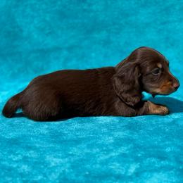 Angus - Chocolate and tan male Dachshund puppy in Lincoln, Arkansas from Red Dirt Dachshunds