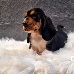 Dice - Black brown and white male Basset Hound puppy in Mack's Creek, Missouri from Mack's Creek Basset Hounds
