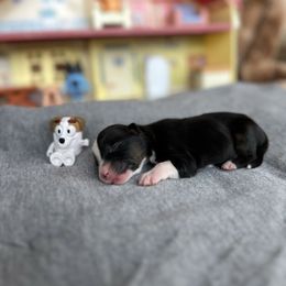 Jack - Black tri male Miniature Australian Shepherd puppy in Queen Creek, Arizona from Arizona Aussies