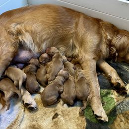 Male 4 - Dark golden male Golden Retriever puppy in Lebanon, Oregon from Dark Goldens on Hilltop