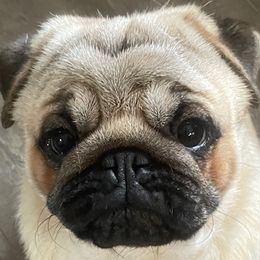 Boy 1 - Pug puppy from Mountain Aire Pugs