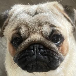 Boy 1 - Pug puppy from Mountain Aire Pugs