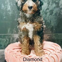 Diamond - Blue merle female Bernedoodle puppy in Pasco, Washington from Camp Doodle Woods