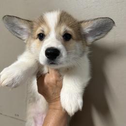 Blue Collar Male - Red male Pembroke Welsh Corgi puppy in Victoria, Texas from Clear Creek Corgis