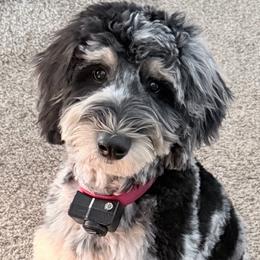 Bernedoodles and Labradoodles from SUNNY SIDE DOODLES
