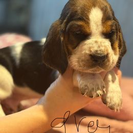 Shiloh - (grey) - Black brown and white male Basset Hound puppy in Outlook, Washington from Porter Kennels