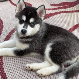 Pomskies from E&T Pomsky