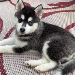 Pomskies from E&T Pomsky
