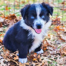 Fritter - full tail - 2 blue eyes - Black & white male Miniature Australian Shepherd puppy in Mc Alester, Oklahoma from Angel's Aussies