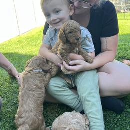 Goldendoodle and Poodle Puppies from Krispydoodle