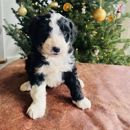 Wilber - Black and white male Aussiedoodle puppy in Strasburg, Pennsylvania from Still Water Puppies