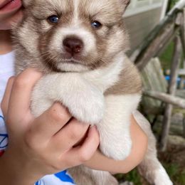 Pomsky Puppies from River Enz Pomskies