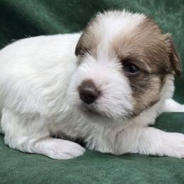 Heidi - Salt and pepper female Miniature Schnauzer puppy in Lebanon, Missouri from Sassy's Classy Canines