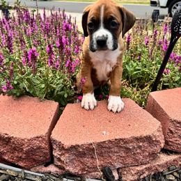 Brown - Fawn female Boxer puppy in Denver, Colorado from Yuni’s AKC Boxers