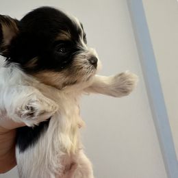 Biewer Terrier Puppies from Lozado’s Biewers