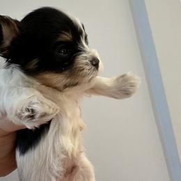 Biewer Terrier Puppies from Lozado’s Biewers