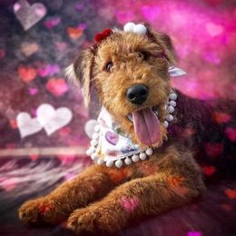 Airedale Terrier Puppies from Pilots Acres