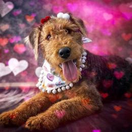Airedale Terrier Puppies from Pilots Acres