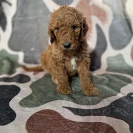 Tide - Apricot male Goldendoodle puppy in Inez, Texas from Heavenly H Doodles