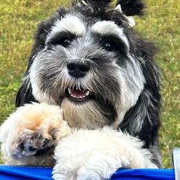 Sophie - Australian Labradoodle
