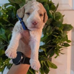 Indy - Parti male Poodle puppy in Plainfield, New Jersey from Caris Paws Poodles and Labradoodles