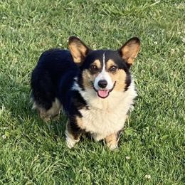 American Corgis and Pembroke Welsh Corgis from Twisted M Corgi’s
