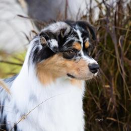 Blondie - Australian Shepherd