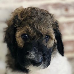 Goldendoodles from Shotts Doodles