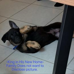 King - Black and cream male German Shepherd puppy in De Land, Florida from 3B’s Animal Artistry