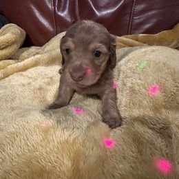 Nala - Cream female Dachshund puppy in Kempner, Texas from House of Dachshunds Texas