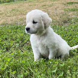 Golden Retriever Puppies from Dale Hollow Goldens