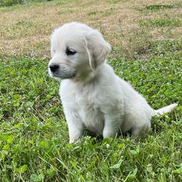 Golden Retriever Puppies from Dale Hollow Goldens