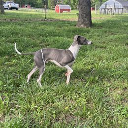 Caddo - Italian Greyhound