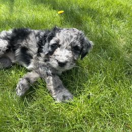 Aussiedoodle, Goldendoodle, Poodle, and Sheepadoodle Puppies from Draper Mountain Doodles