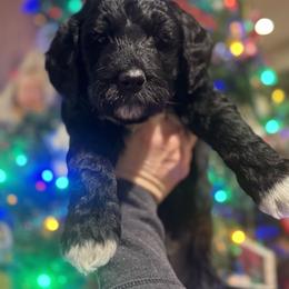 Mr. Orange Collar - Black male Goldendoodle puppy in Annandale, Minnesota from Pleasant Lake Doodles