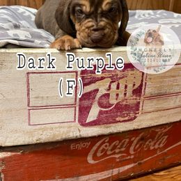 Bloodhound Puppies from McNeely Saline River Bloodhounds