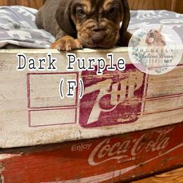 Bloodhound Puppies from McNeely Saline River Bloodhounds