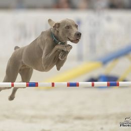 Weimaraners from Janet's Weimaraners