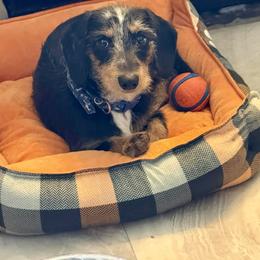 Buckwheat - Dachshund