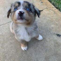Miniature Australian Shepherd Puppies from True Spirited Aussies