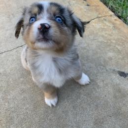 Miniature Australian Shepherd Puppies from True Spirited Aussies