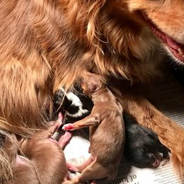 Miniature American Shepherd Puppies from Blue Moon Mini Shepherds