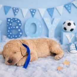 Jo Jo - Cream male Goldendoodle puppy in Houston, Texas from Were The Mack'Doodles