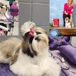 Shih Tzu All Grown Up from Devalon Shih Tzu Palm Beach