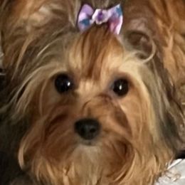 Ellie - Yorkshire Terrier