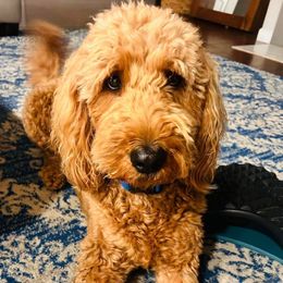 Paris - Goldendoodle