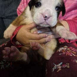 Razzle - Fawn male Boxer puppy in Pine River, Wisconsin from Jenks Boxers