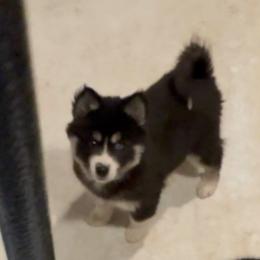 BeBe - Black and white female Pomsky puppy in Spring Hill, Florida from PDQ Pomskies