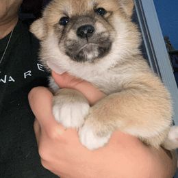Shiba Inu Puppies from SWFL Shiba Inu Association